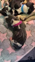 Isabella- purple, a female Basset Hound for sale in Park City, KS – 3 of 4