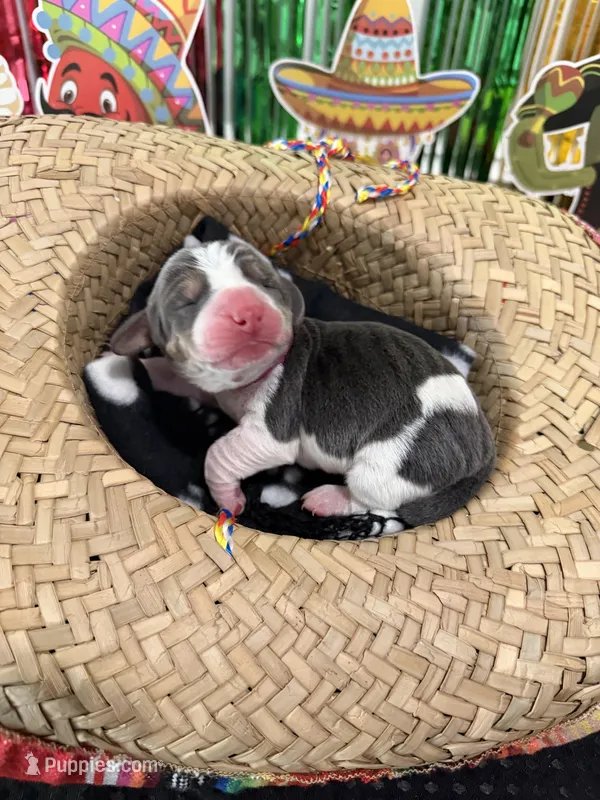 Isabella- purple – Basset Hound puppy for sale in Park City, KS