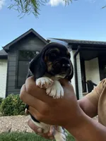 Jose- orange, a male Basset Hound for sale in Park City, KS – 2 of 6