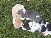 Isabella- purple, a female Basset Hound for sale in Park City, KS – 2 of 7