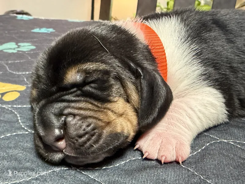 Jose- orange – Basset Hound puppy for sale in Park City, KS