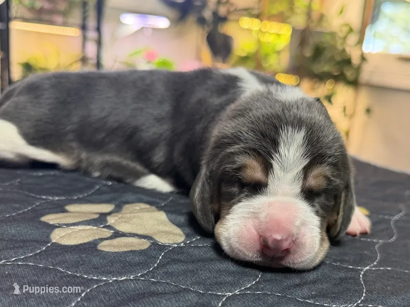 Isabella- purple – Basset Hound puppy for sale in Park City, KS
