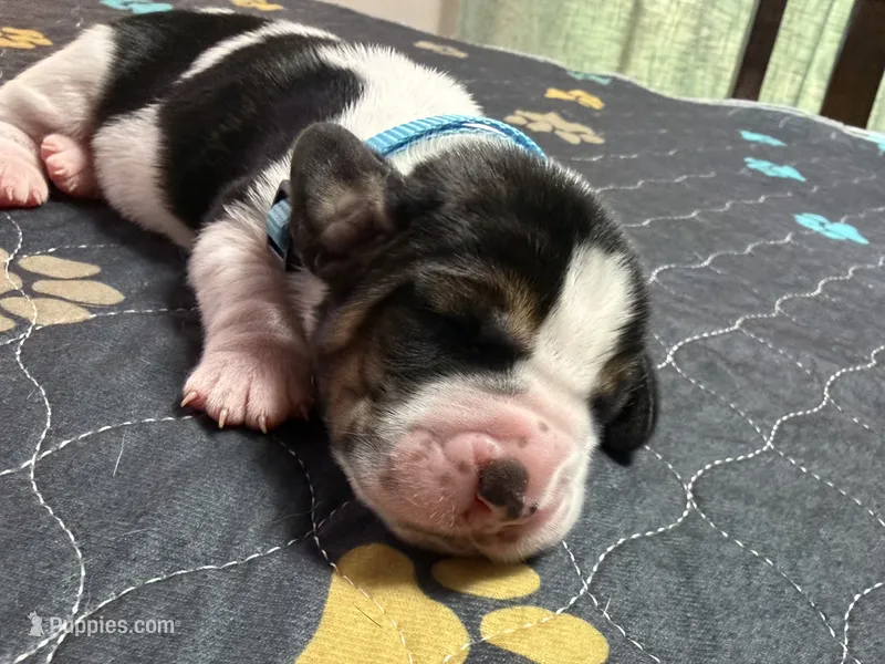 Pedro- light blue – Basset Hound puppy for sale in Park City, KS
