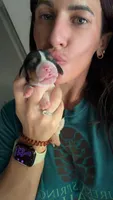 Sofia- light pink , a female Basset Hound for sale in Park City, KS – 6 of 8