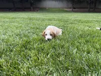 Fernando- Green, a male Basset Hound for sale in Park City, KS – 7 of 8