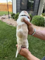 Diego - black collar, a male Basset Hound for sale in Park City, KS – 3 of 3