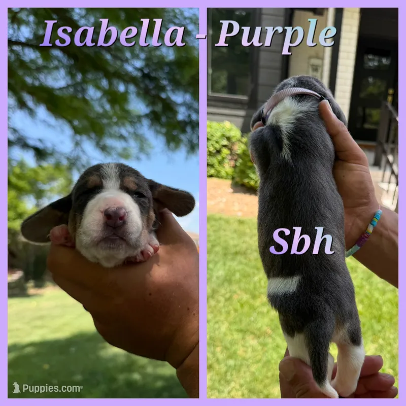Isabella- purple – Basset Hound puppy for sale in Park City, KS