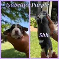 Isabella- purple, a female Basset Hound for sale in Park City, KS – 6 of 7