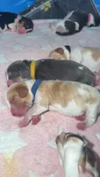 Mateo- red collar, a male Basset Hound for sale in Park City, KS – 2 of 2