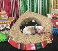 Mateo- red collar, a male Basset Hound for sale in Park City, KS – 1 of 2