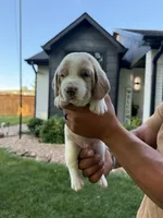 Mario- red collar, a male Basset Hound for sale in Park City, KS – 9 of 9