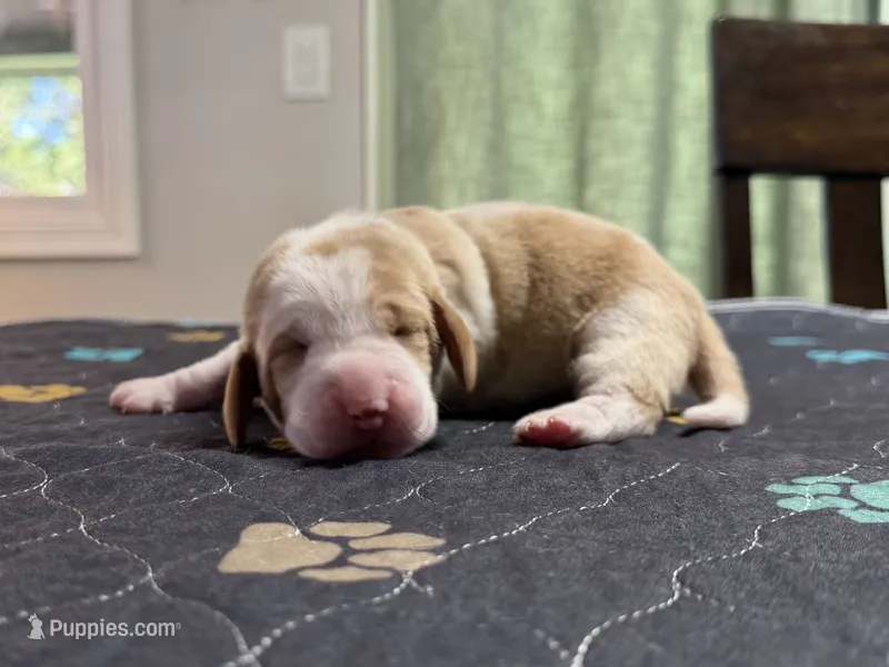 Fernando- Green – Basset Hound puppy for sale in Park City, KS