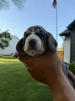 Isabella- purple, a female Basset Hound for sale in Park City, KS – 4 of 7