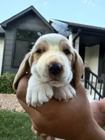 Diego - black collar, a male Basset Hound for sale in Park City, KS – 2 of 3