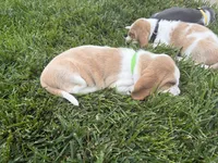 Fernando- Green, a male Basset Hound for sale in Park City, KS – 6 of 8