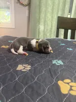 Juan Carlos- yellow, a male Basset Hound for sale in Park City, KS – 6 of 6