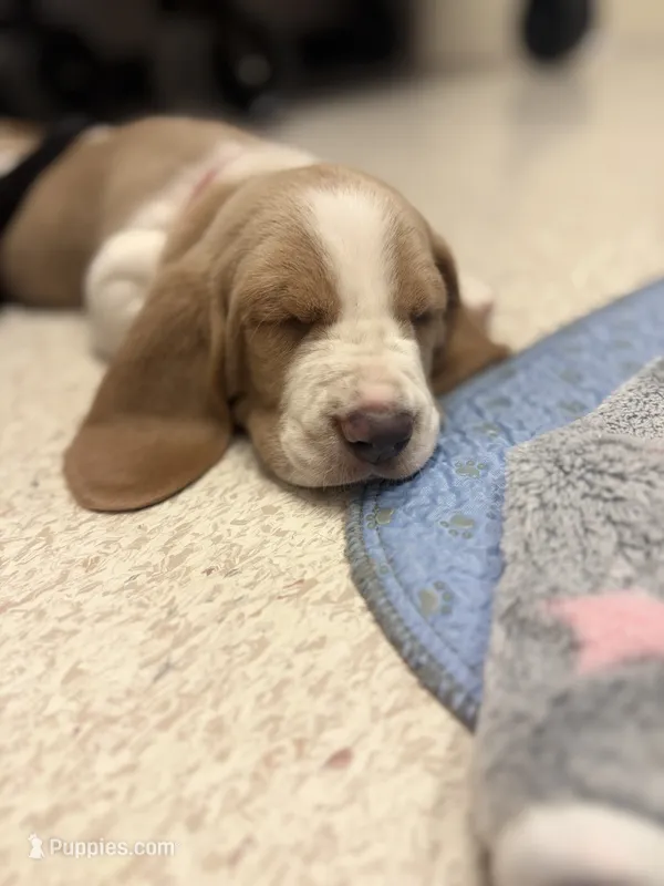 Mario- red collar – Basset Hound puppy for sale in Park City, KS