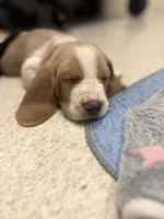 Mario- red collar, a male Basset Hound for sale in Park City, KS – 1 of 9