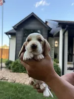 Diego - black collar, a male Basset Hound for sale in Park City, KS – 1 of 3
