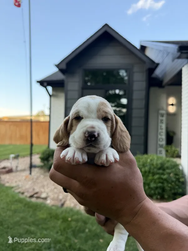 Fernando- Green – Basset Hound puppy for sale in Park City, KS