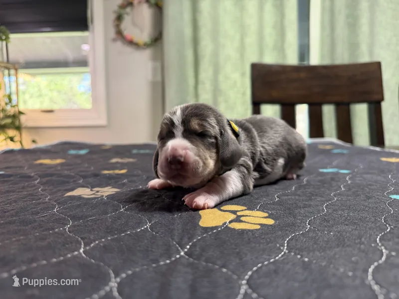 Juan Carlos- yellow – Basset Hound puppy for sale in Park City, KS