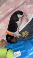 Jose- orange, a male Basset Hound for sale in Park City, KS – 4 of 4