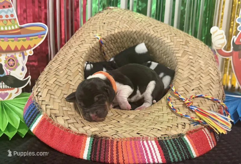Jose- orange – Basset Hound puppy for sale in Park City, KS
