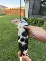 Pedro- light blue, a male Basset Hound for sale in Park City, KS – 4 of 8
