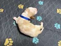Mateo- Dark blue, a male Basset Hound for sale in Park City, KS – 5 of 5