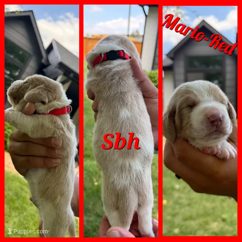 Mario- red collar – Basset Hound puppy for sale in Park City, KS