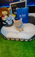 Price, a male French Bulldog for sale in Watkinsville, GA – 8 of 10