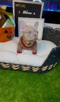 King, a male French Bulldog for sale in Watkinsville, GA – 8 of 10