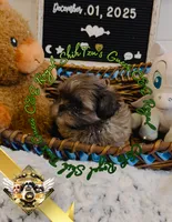 Gucci Merle, a male Shih Tzu for sale in Athens, GA – Photo 7 of 9