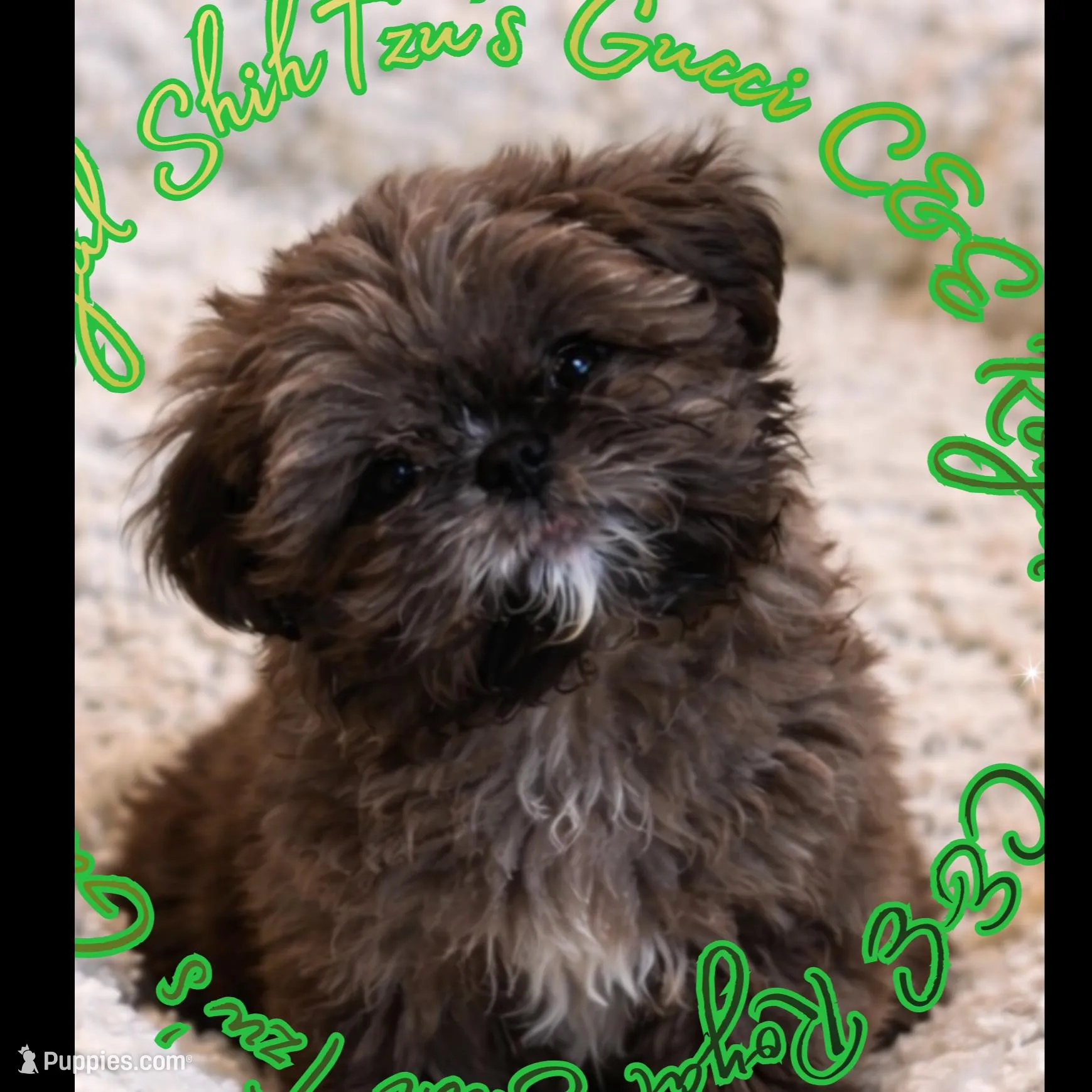 Gucci Merle, a male Shih Tzu for sale in Athens, GA – Photo 2 of 9