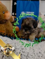 Gucci Merle, a male Shih Tzu for sale in Athens, GA – Photo 3 of 9