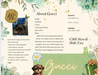 Gucci Merle, a male Shih Tzu for sale in Athens, GA – Photo 6 of 9