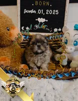 Gucci Merle, a male Shih Tzu for sale in Athens, GA – Photo 8 of 9