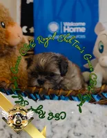 Gucci Merle, a male Shih Tzu for sale in Athens, GA – Photo 5 of 9