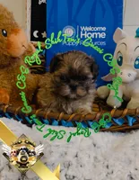Gucci Merle, a male Shih Tzu for sale in Athens, GA – Photo 9 of 9
