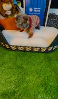 Versace, a male French Bulldog for sale in Watkinsville, GA – 7 of 8