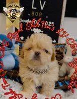 processed/30b0360d-ea9a-4d6b-9026-5b9b91cbfc98/listing/09330977-1b93-444b-8c14-622feaefeca6/002ad6f4-1547-4b45-9254-1bd3cf2bebf3