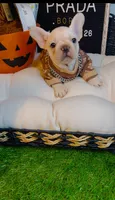 Prada, a female French Bulldog for sale in Watkinsville, GA – 3 of 8