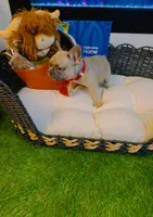 Dior, a male French Bulldog for sale in Watkinsville, GA – 3 of 7
