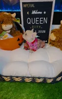 Queen, a female French Bulldog for sale in Watkinsville, GA – 8 of 9
