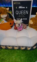 Queen, a female French Bulldog for sale in Watkinsville, GA – 4 of 9
