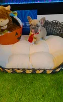 Dior, a male French Bulldog for sale in Watkinsville, GA – 2 of 7