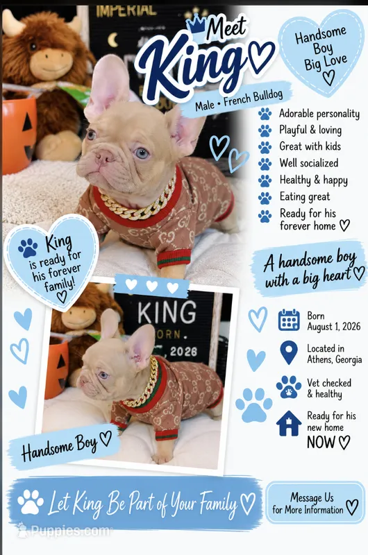 King – French Bulldog puppy for sale in Watkinsville, GA
