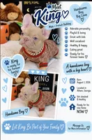 King, a male French Bulldog for sale in Watkinsville, GA – 1 of 10