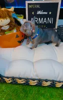 Versace, a male French Bulldog for sale in Watkinsville, GA – 5 of 8