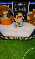 Queen, a female French Bulldog for sale in Watkinsville, GA – 7 of 9